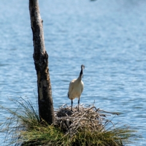 Threskiornis molucca at Horseshoe Lagoon and West Albury Wetlands - 11 Nov 2023 11:22 AM