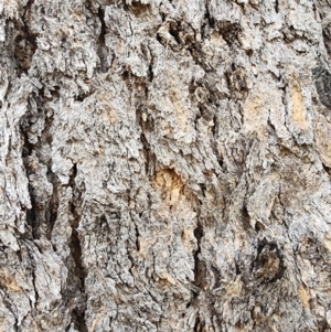 Eucalyptus cloeziana at ANBG - 9 Apr 2024