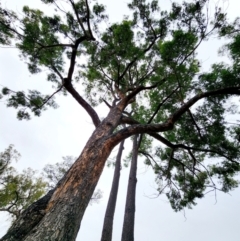Eucalyptus cloeziana at ANBG - 9 Apr 2024
