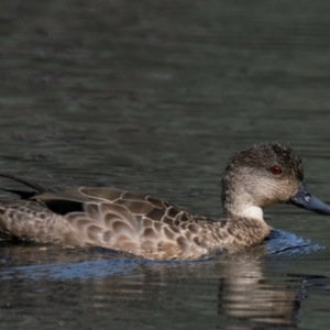 Anas gracilis at Horseshoe Lagoon and West Albury Wetlands - 11 Nov 2023 09:26 AM