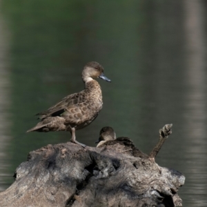 Anas gracilis at Horseshoe Lagoon and West Albury Wetlands - 11 Nov 2023 09:26 AM