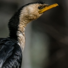 Microcarbo melanoleucos (Little Pied Cormorant) at Splitters Creek, NSW - 2 Sep 2018 by Petesteamer