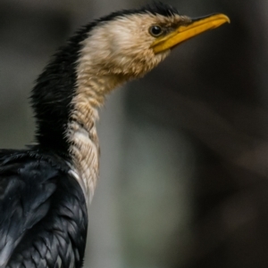 Microcarbo melanoleucos (Little Pied Cormorant) at Wonga Wetlands by Petesteamer