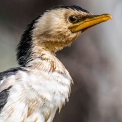 Microcarbo melanoleucos at Wonga Wetlands - 3 Sep 2018