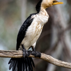 Microcarbo melanoleucos at Wonga Wetlands - 3 Sep 2018 09:10 AM