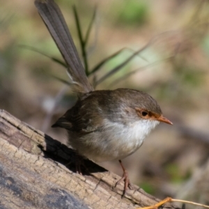 Malurus cyaneus at Wonga Wetlands - 3 Sep 2018 02:38 PM