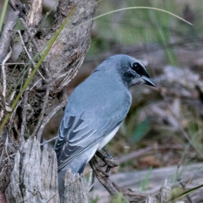 Coracina papuensis (White-bellied Cuckooshrike) at Albury - 3 Sep 2018 by Petesteamer