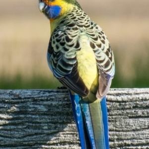 Platycercus elegans flaveolus at Wonga Wetlands - 3 Sep 2018 04:03 PM