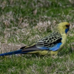 Platycercus elegans flaveolus at Wonga Wetlands - 3 Sep 2018 04:03 PM