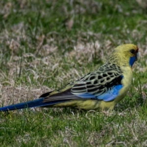 Platycercus elegans flaveolus at Wonga Wetlands - 3 Sep 2018 04:03 PM