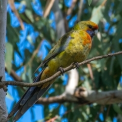 Platycercus elegans flaveolus at Wonga Wetlands - 3 Sep 2018 04:03 PM