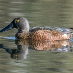 Spatula rhynchotis (Australasian Shoveler) at Splitters Creek, NSW - 3 Sep 2018 by Petesteamer