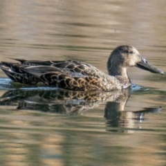 Spatula rhynchotis at Albury - 3 Sep 2018 03:51 PM