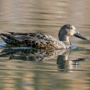 Spatula rhynchotis at Albury - 3 Sep 2018 03:51 PM