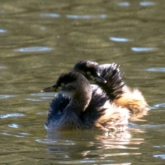 Tachybaptus novaehollandiae (Australasian Grebe) at Wonga Wetlands - 3 Sep 2018 by Petesteamer