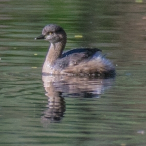 Tachybaptus novaehollandiae (Australasian Grebe) at Wonga Wetlands by Petesteamer