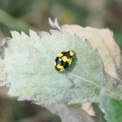 Illeis galbula (Fungus-eating Ladybird) at Stony Creek - 12 Mar 2024 by RAllen