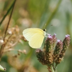 Eurema smilax (Small Grass-yellow) at Stony Creek - 12 Mar 2024 by RAllen