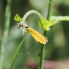 Eurema smilax at Stony Creek - 12 Mar 2024 01:20 PM