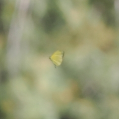 Eurema smilax at Stony Creek - 12 Mar 2024 01:20 PM