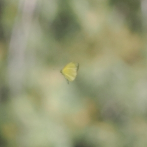 Eurema smilax at Stony Creek - 12 Mar 2024 01:20 PM