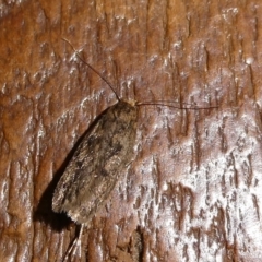 Hofmannophila pseudospretella (Brown House Moth) at QPRC LGA - 29 Feb 2024 by arjay