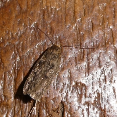 Hofmannophila pseudospretella (Brown House Moth) at Charleys Forest, NSW - 28 Feb 2024 by arjay
