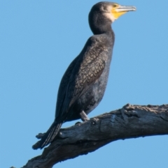 Phalacrocorax carbo (Great Cormorant) at Splitters Creek, NSW - 4 Sep 2018 by Petesteamer