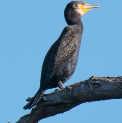 Phalacrocorax carbo (Great Cormorant) at Splitters Creek, NSW - 4 Sep 2018 by Petesteamer