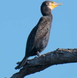 Phalacrocorax carbo (Great Cormorant) at Wonga Wetlands by Petesteamer