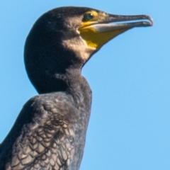 Phalacrocorax carbo at Wonga Wetlands - 4 Sep 2018 02:24 PM