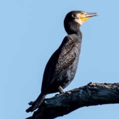 Phalacrocorax carbo at Wonga Wetlands - 4 Sep 2018 02:24 PM