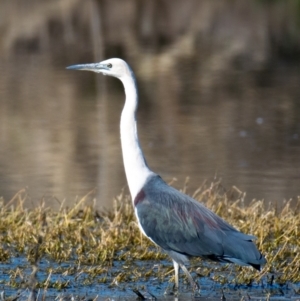 Ardea pacifica (White-necked Heron) at Wonga Wetlands by Petesteamer