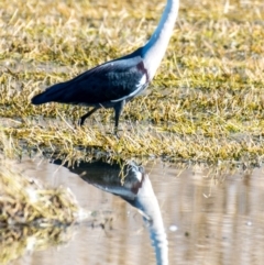 Ardea pacifica at Albury - 4 Sep 2018 02:39 PM