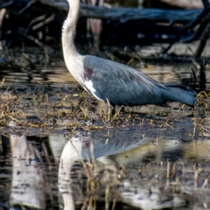 Ardea pacifica at Albury - 4 Sep 2018 02:39 PM