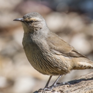 Climacteris picumnus (Brown Treecreeper) at Wonga Wetlands by Petesteamer