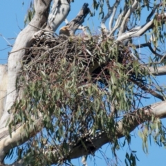 Haliastur sphenurus (Whistling Kite) at Splitters Creek, NSW - 4 Sep 2018 by Petesteamer