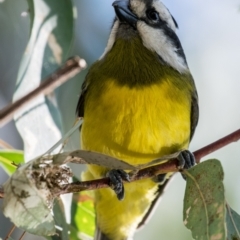 Falcunculus frontatus at Wonga Wetlands - 4 Sep 2018 02:57 PM