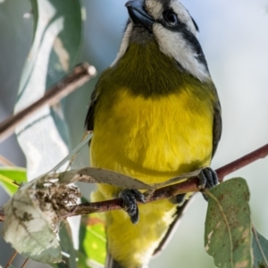 Falcunculus frontatus at Wonga Wetlands - 4 Sep 2018 02:57 PM