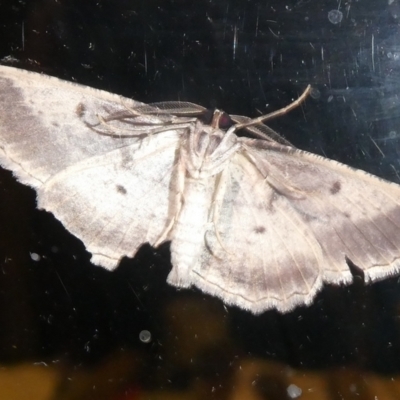 Euphronarcha luxaria (Striated Bark Moth) at Charleys Forest, NSW - 21 Mar 2024 by arjay