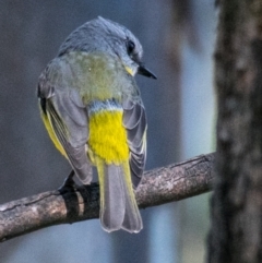 Eopsaltria australis (Eastern Yellow Robin) at Wonga Wetlands - 4 Sep 2018 by Petesteamer