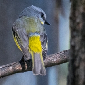 Eopsaltria australis (Eastern Yellow Robin) at Albury by Petesteamer