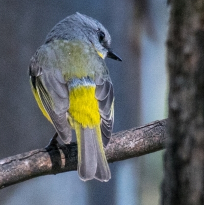 Eopsaltria australis (Eastern Yellow Robin) at Albury - 4 Sep 2018 by Petesteamer