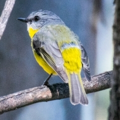 Eopsaltria australis at Wonga Wetlands - 4 Sep 2018 01:50 PM