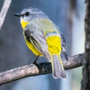 Eopsaltria australis at Wonga Wetlands - 4 Sep 2018 01:50 PM