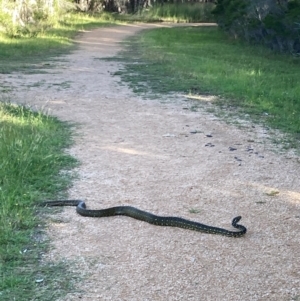 Morelia spilota spilota at Lake Curalo - 9 Apr 2024