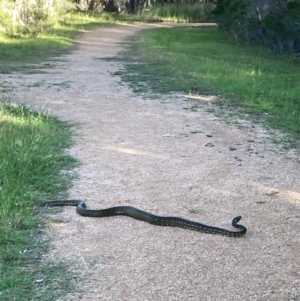Morelia spilota spilota at Lake Curalo - 9 Apr 2024 03:48 PM