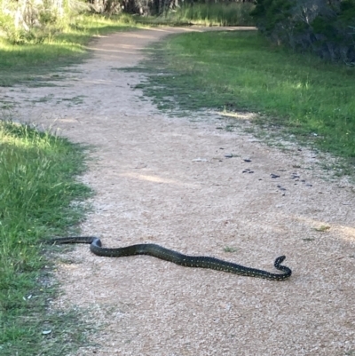 Morelia spilota spilota (Diamond Python) at Lake Curalo - 9 Apr 2024 by KelBQ