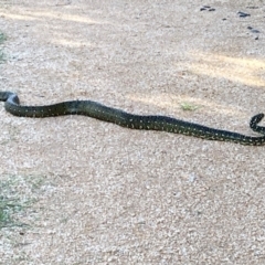 Morelia spilota spilota at Lake Curalo - 9 Apr 2024