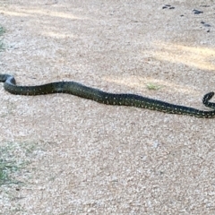 Morelia spilota spilota at Lake Curalo - 9 Apr 2024 03:48 PM